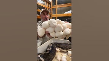 We got a Motherload of Python Eggs🤩🙌