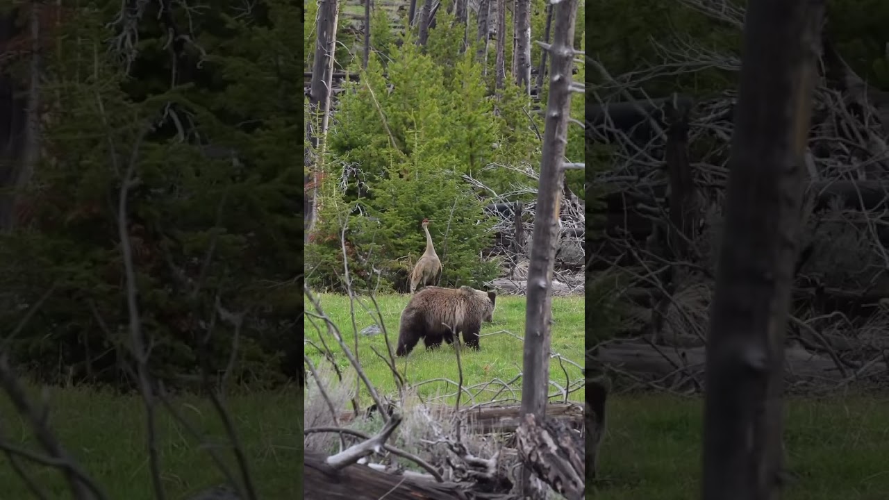 Grizzly x Crane Standoff