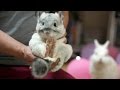 チンチラの大失敗 Big failure of a chinchilla
