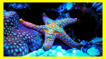 O que é uma estrela do mar come?
