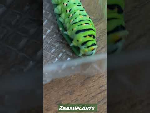وجه الدودة القز كما لم تشاهده من قبل      دودة