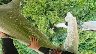 Ekstrim! Panjat Pohon Raksasa Demi Madu Hutan! Tingginya Gila!