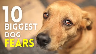 Top 10 Fears Dogs Can't Hide: Help Your Dog Overcome Their Fears! by Wellness for Pets 237 views 9 months ago 7 minutes, 16 seconds