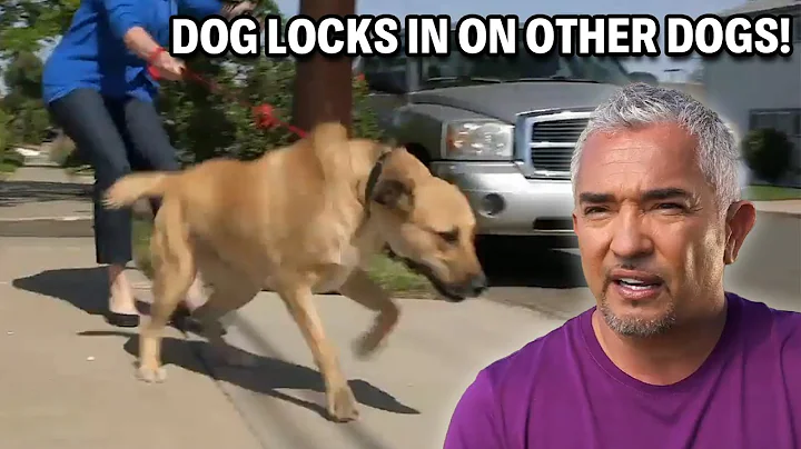 This Rescue War Dog Is Ready To Attack | Cesar 911 Season 3, Ep. 7 - Part 1