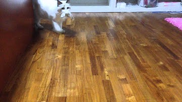 Ragdoll Cat Playing Fetch