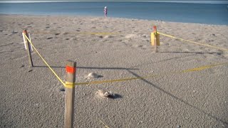 Sea turtles begin hatching in Southwest Florida