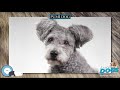 Pumi dog 🐶🐾 Everything Dog Breeds 🐾🐶 の動画、YouTube動画。