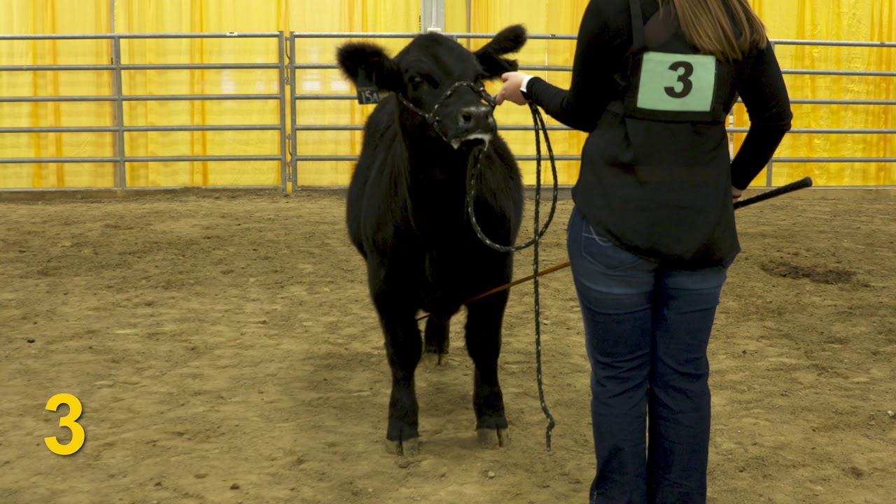 2018 National FFA General Livestock Eval CDE—Breeding Heifers (Class 6
