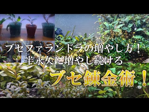 A thorough explanation of how to propagate Bucephalandra! How to A thorough explanation of how to propagate Bucephalandra! How to