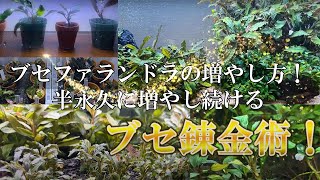 まとめ出品-ブセファランドラ スケルトンキング40株＋小さい6株