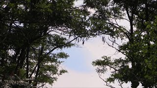 Animal Planet Confirms Legit Sasquatch Sighting In Ogemaw County, Michigan Over The 4th Of July