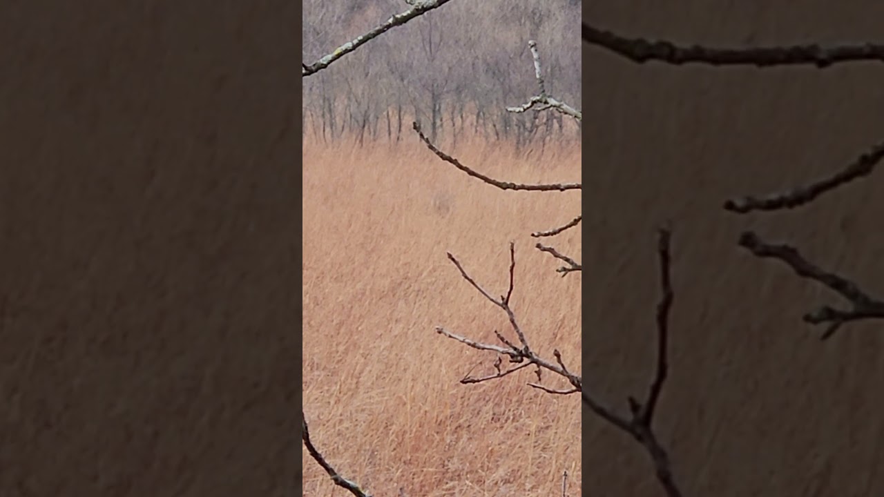 Rattled An 8, But Decided To Pass 