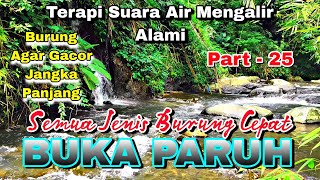 Semua Jenis Burung Cepat Buka Paruh, Terapi Air \u0026 Burung, Suara Hutan Alam Bebas Part 25