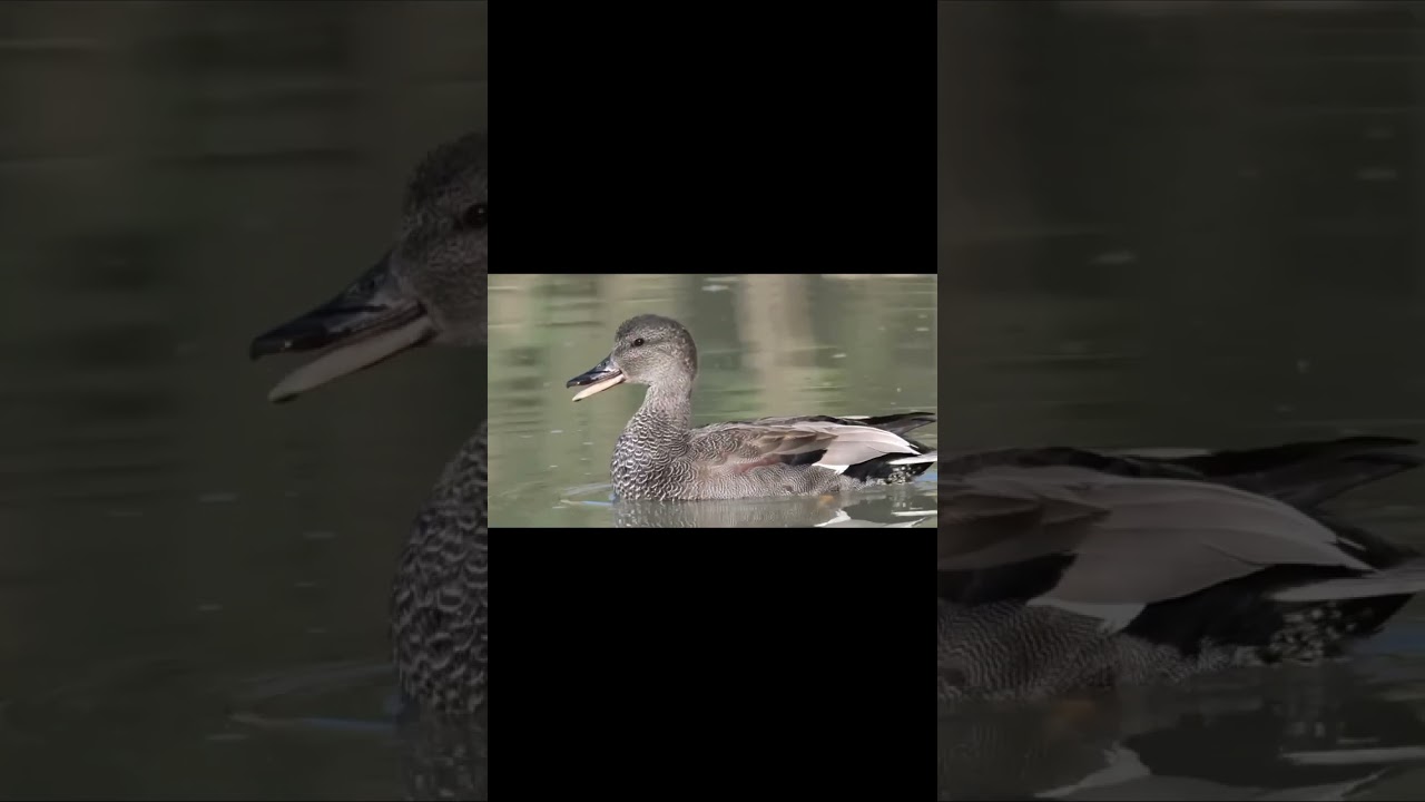 Серая утка   Anas strepera #shorts