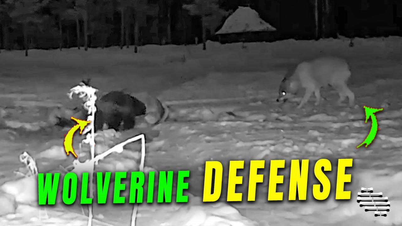 Wolverine Defends Moose from Wolf