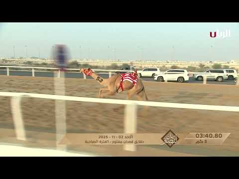 ش6 الشقب لـ فيصل حمد على حمد المرى (ميدان لبصير بالمحلي الرابع 2-11-2025ص) حقايق قعدان مفتوح 4:33:93