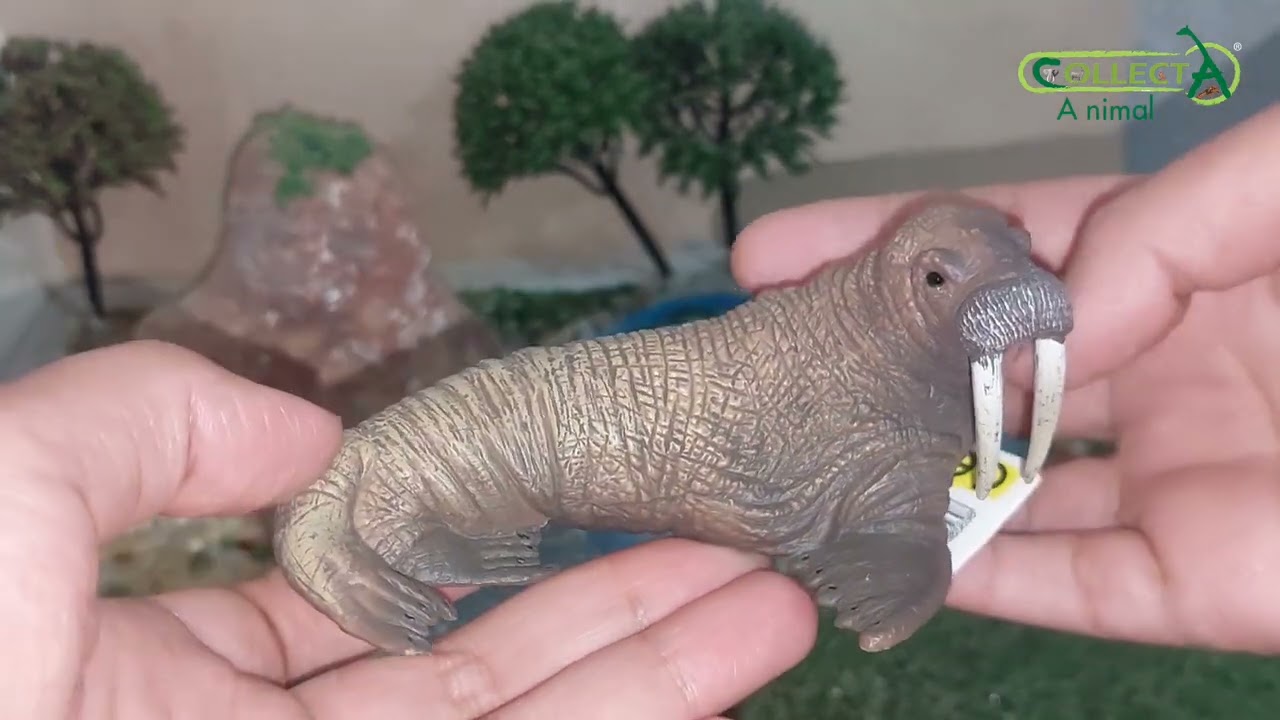collecta walrus Review !!😍😊👍