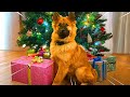 CHEDDAR APRE I REGALI DI NATALE!!!!