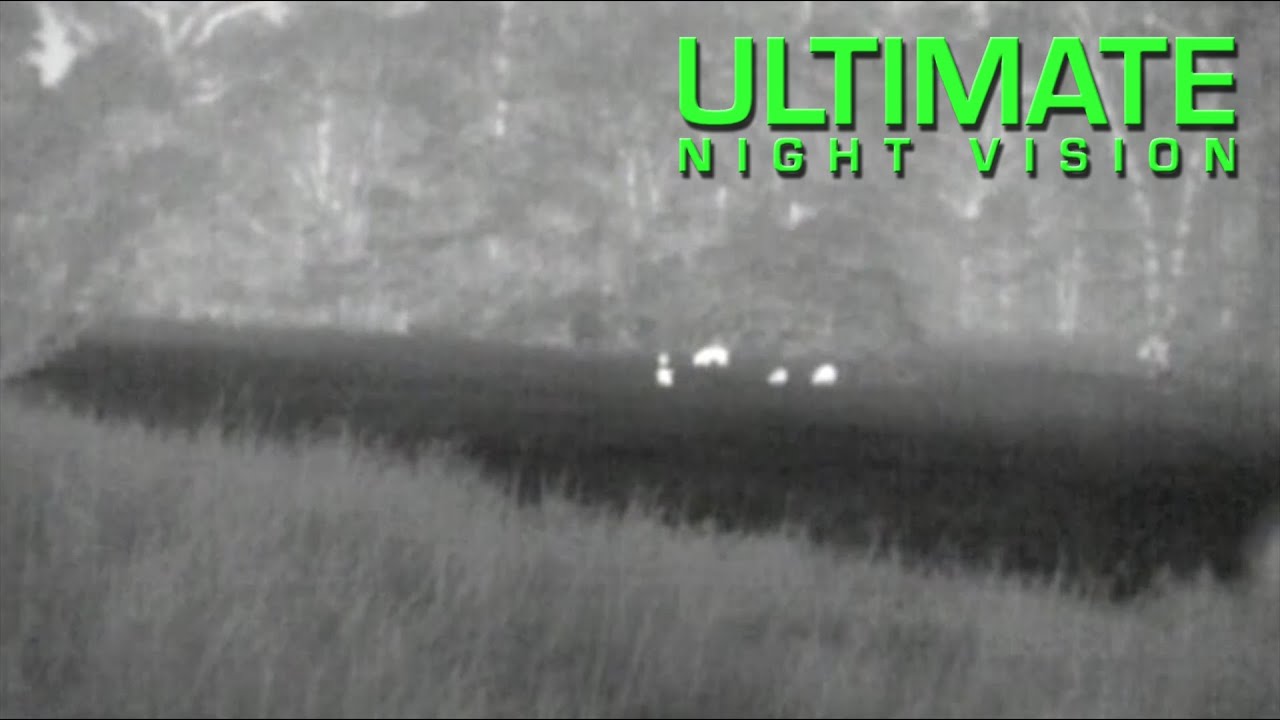 hunting wild boar in michigan Spotting Hogs at 500 Yards with the Pulsar HD19A Thermal Monocular