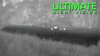 Spotting Hogs At 500 Yards With The Pulsar Hd19A Thermal Monocular