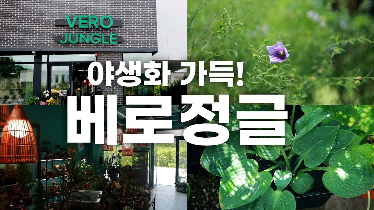 Любите полевые цветы? Посетите Vero Jungle! Рекомендуем магазины растений в Хейри, Паджу, Корея.