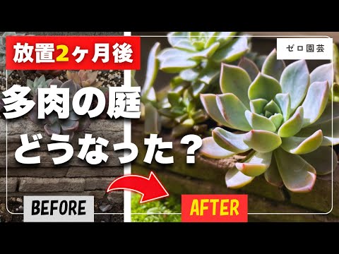 2 Months of Neglect] Can Succulents Survive Outdoors with No Shade