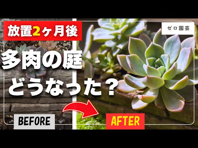 Top【選抜株】多肉植物　360936スパーク　スノー綴化　10個　鉢無し/脱土 2 Months of Neglect] Can Succulents Survive Outdoors with No Shade