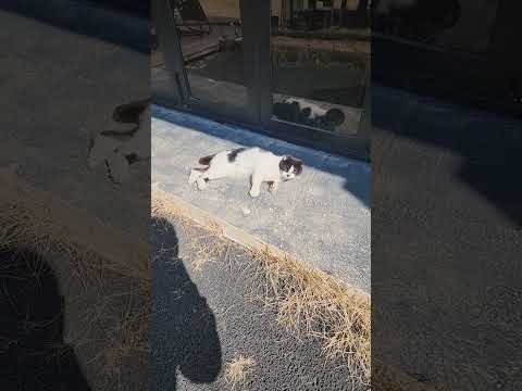 고양이
