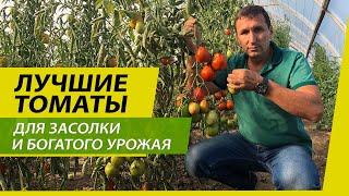 ЛУЧШИЕ ТОМАТЫ ДЛЯ ЗАСОЛКИ И БОГАТОГО УРОЖАЯ