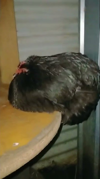 yah or nah bed choice? #shorts #new #sub #animals #lol #pets #question #chickens #night #sleep #ya