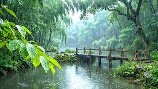 No Ads. Rainy Forest Ambience ⛈️ Soft Rain on Forest Leaves for Sleep Soundly & Heal Insomnia screenshot 5