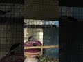 Zebra Finch Singing Call | Shorts Video