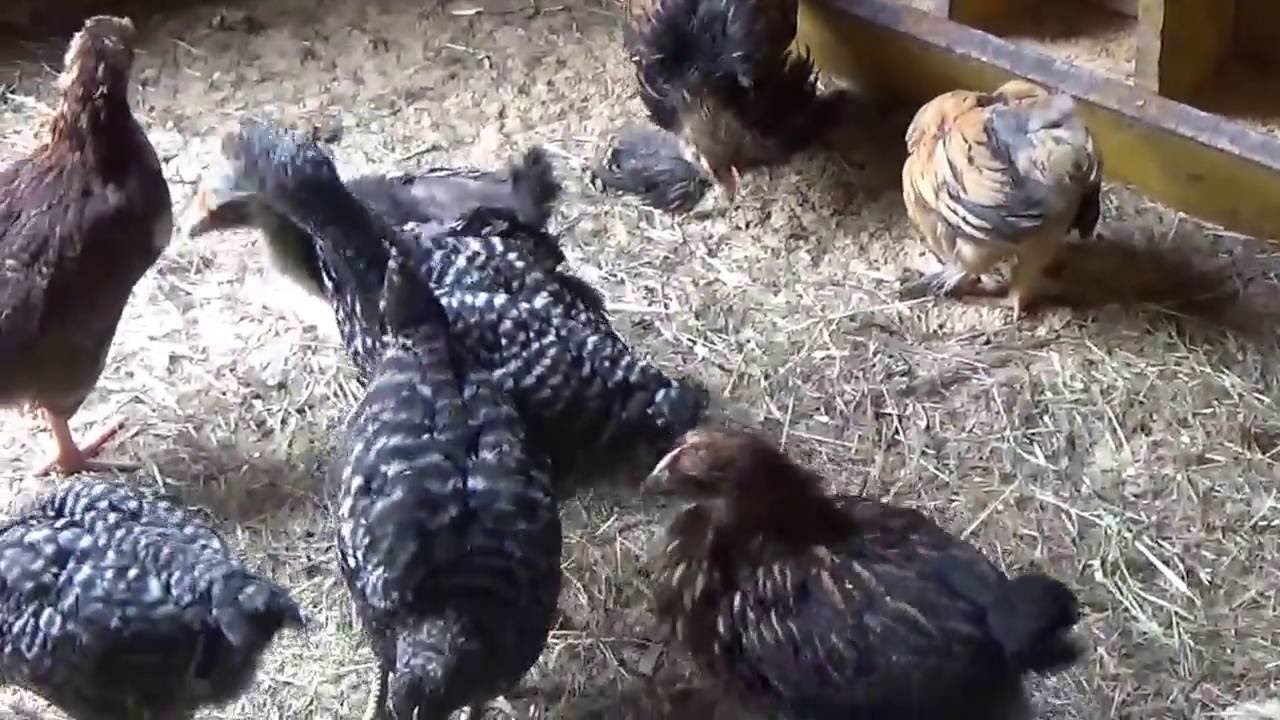 Wyandotte Chickens Originated With The Winnebago lndians Of Wisconsin