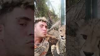 Young Cheetah Cub Licks a Guy