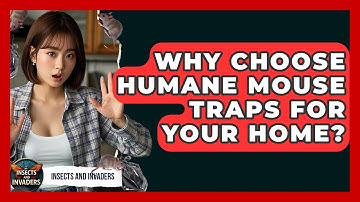 Why Choose Humane Mouse Traps For Your Home? - Insects and Invaders
