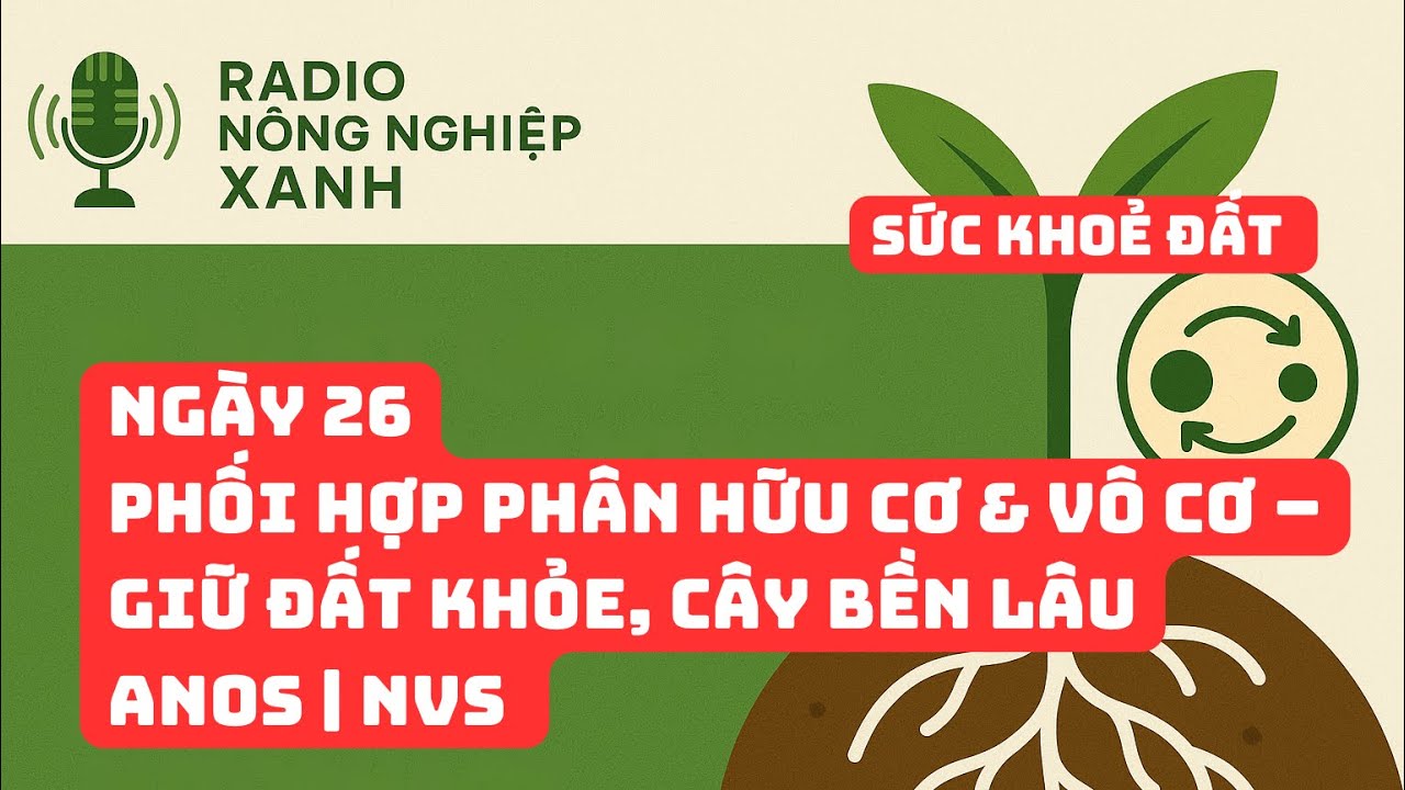 Sức khoẻ đất - Ngày 26 | Các bón phân phối hợp hữu cơ và vô cơ để giữ đất khoẻ, năng suất cao| ANOS