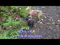 イタグレ＆トイプー　Italian Greyhound & Toy Poodle “HANAZONO GORGE & SUSPENSION BRIDGE "First Part