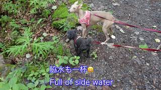 イタグレ＆トイプー　Italian Greyhound & Toy Poodle “HANAZONO GORGE & SUSPENSION BRIDGE "First Part