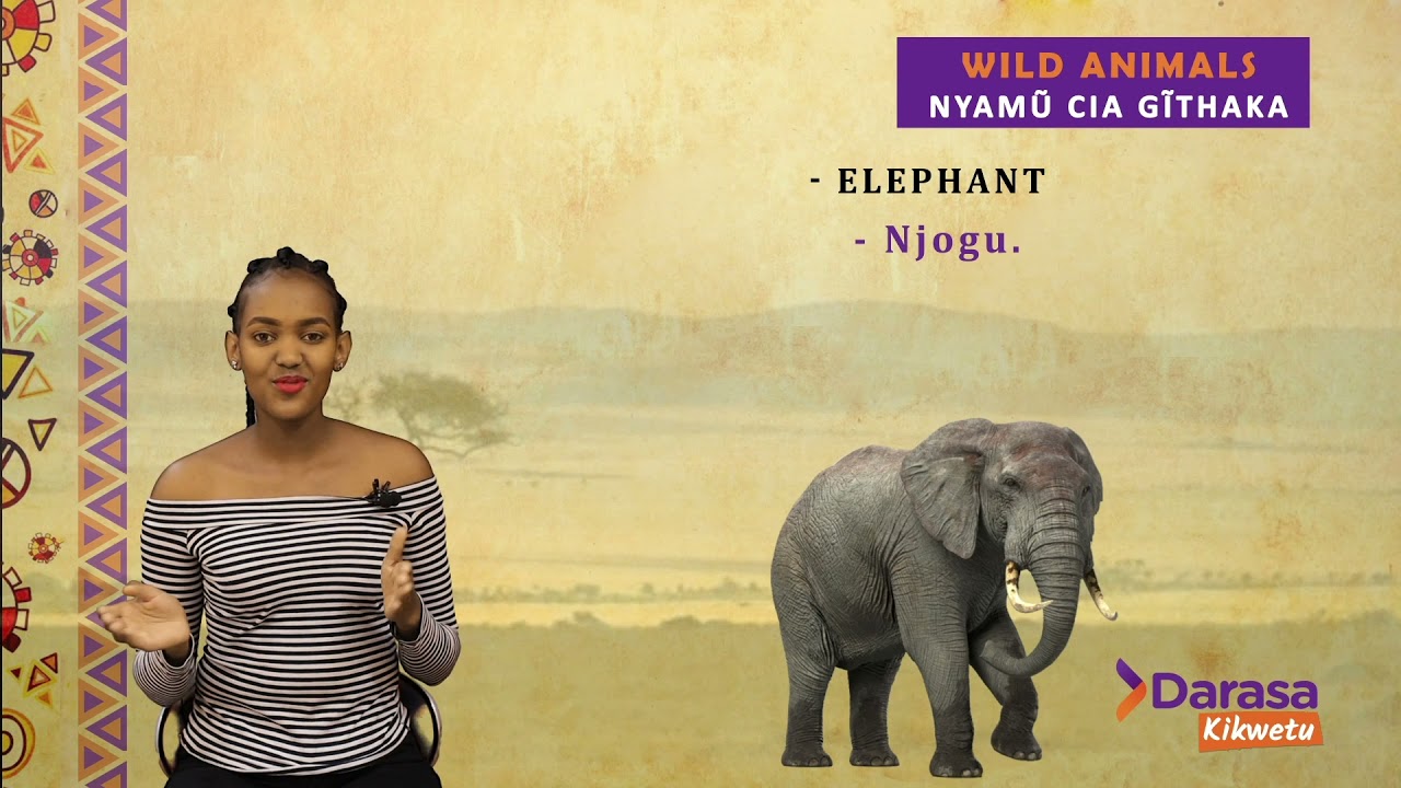 Kikuyu Wild Animals - Learn a local language - Darasa Kikwetu