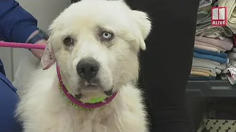 'He's lucky to be alive' | Vets describe care for ...