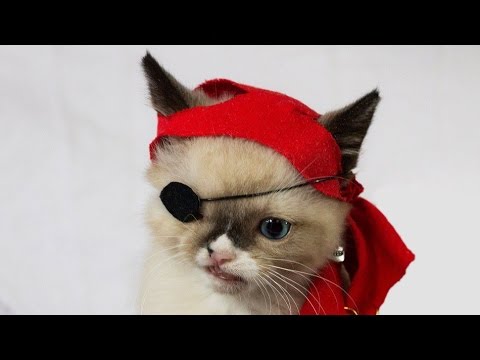 картинки кот пират онлайн картинки кот пират
