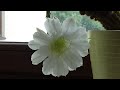 KWITNĄCY KAKTUS (blooming cactus)