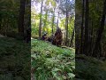 Releasing uprooted Hemlock🤙 #shorts #chainsaw #echo #tree #wood #logging #lumberjack #logger #forest