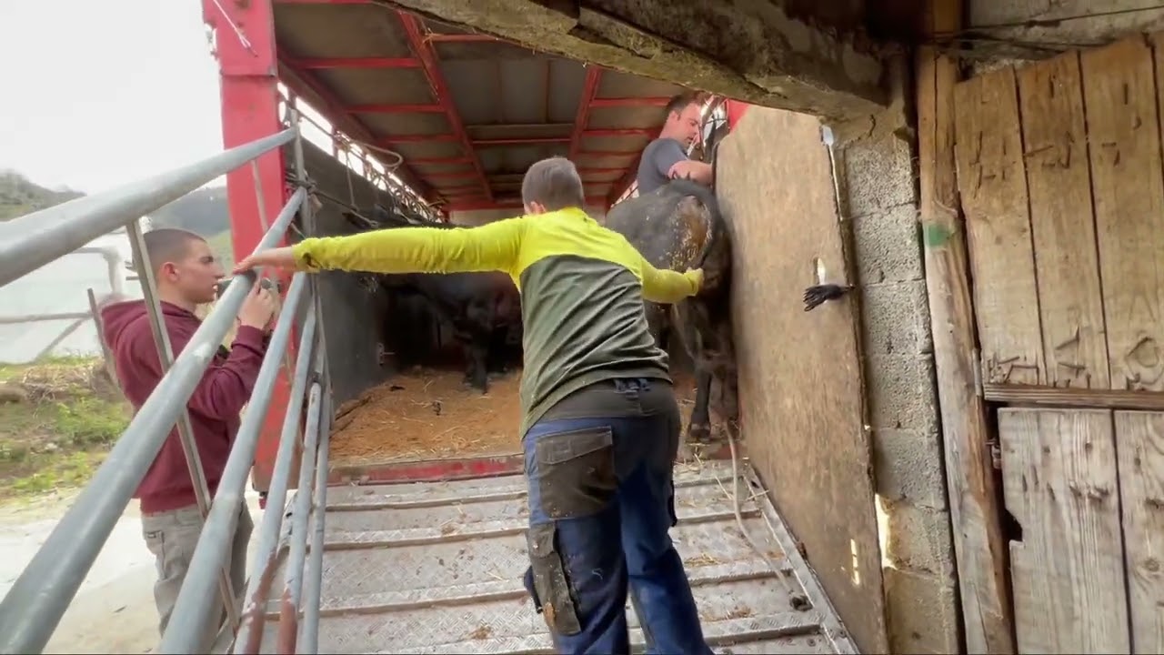 Azpeitiko Sokamuturra Lopene Ganadutegia (2023/02/21)