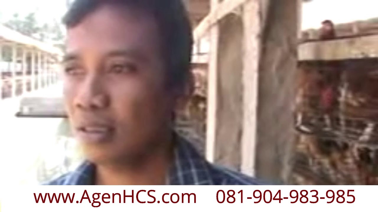 Cara Ternak Ikan Lele Pola HCS 