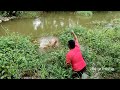mancing fishing || Big cat fish hunting || Fish hunting || village fishing || Tilapiya fishing