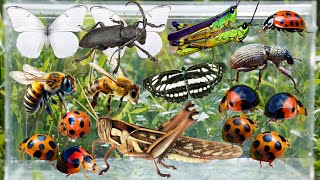 Bug Hunting, Insect Collecting, Ladybug, Butterfly, Grasshoppers, Beetle & More