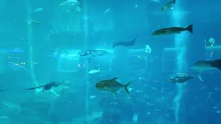 Sea Aquarium Singapore 5