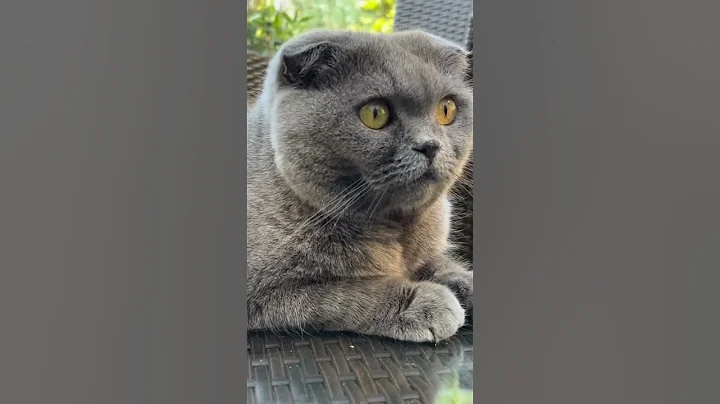 Watch the video about Sweet cat (Scottish fold) #funnycats #scottishfold #sweetcat