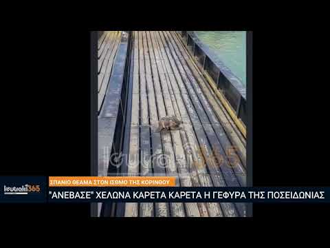 Σπάνιο θέαμα στον Ισθμό: "Ανέβασε" χελώνα καρέτα - καρέτα η γέφυρα της Ποσειδωνίας